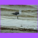 Sea Gull.jpg